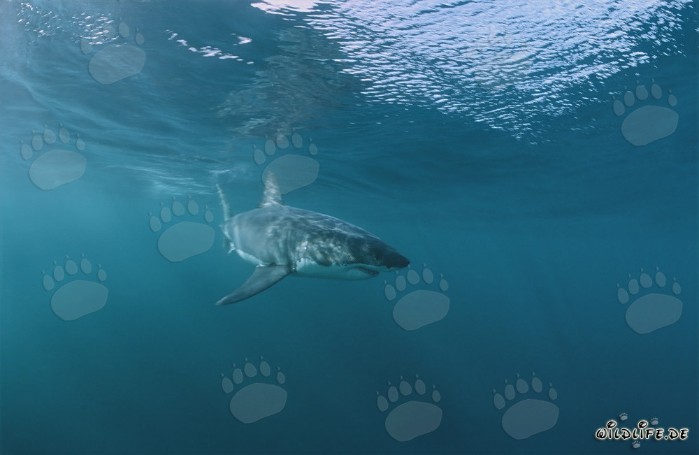 Young Great White shark swimming near the water surface