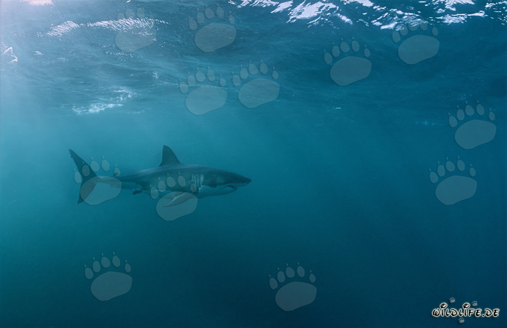 Fascinant Grand Requin Blanc au large des côtes sud-africaines