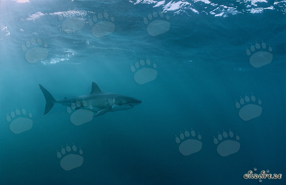 Fascinating Great White Shark off the Coast of South Africa