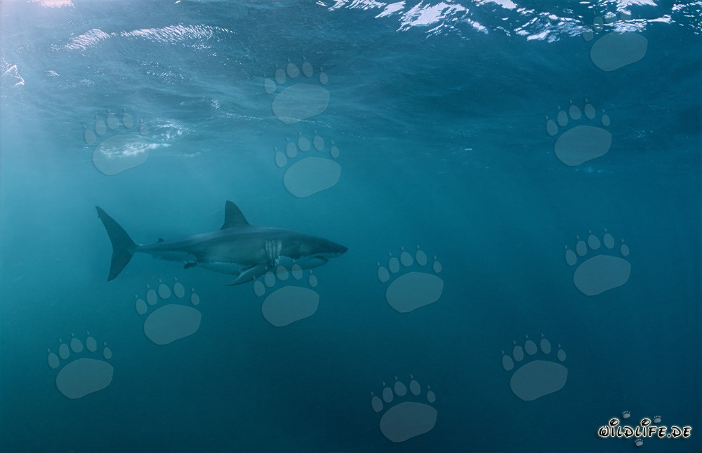 Faszinierender Großer Weißer Hai vor der Küste Südafrikas