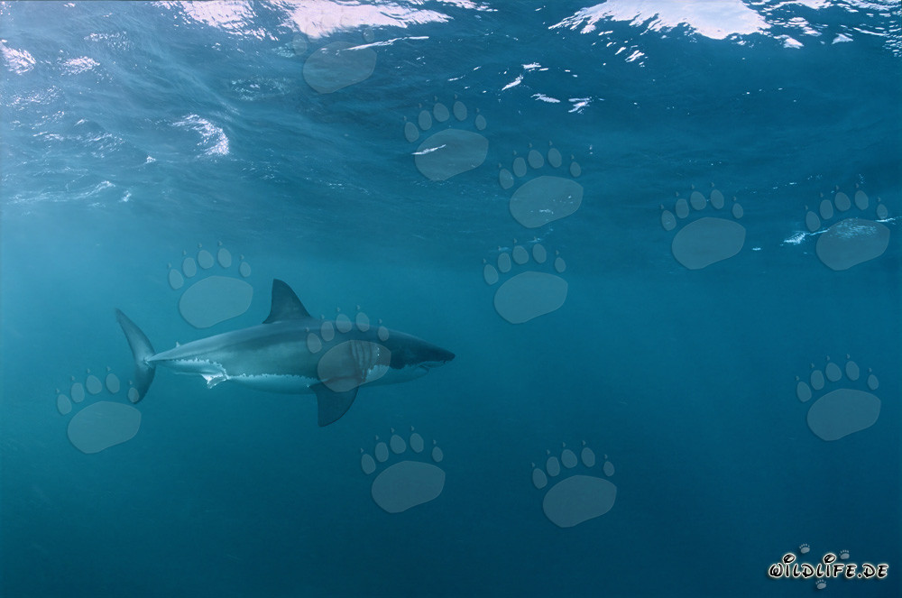 Great White shark (Carcharodon carcharias)