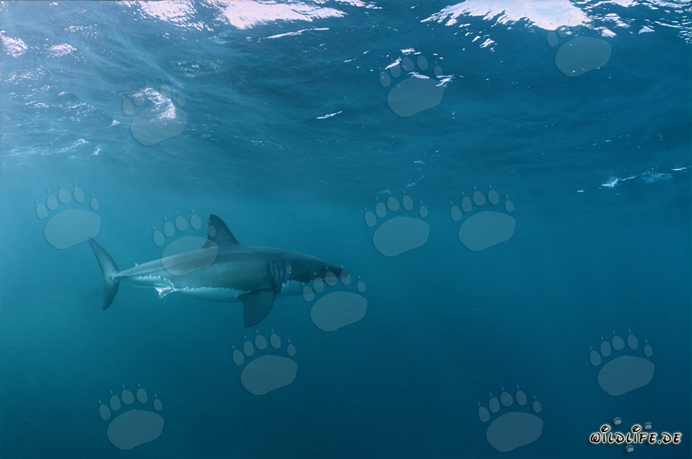 Requin blanc parcourant une zone de phoques à fourrure