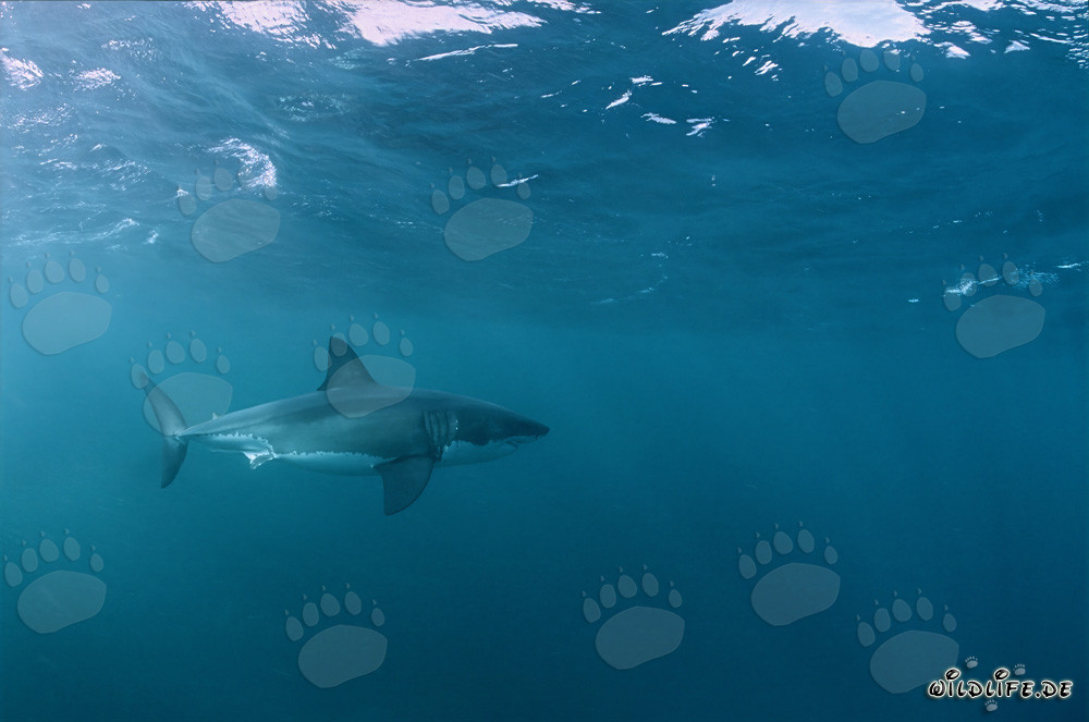 Weißer Hai durchstreift ein Pelzrobbengebiet
