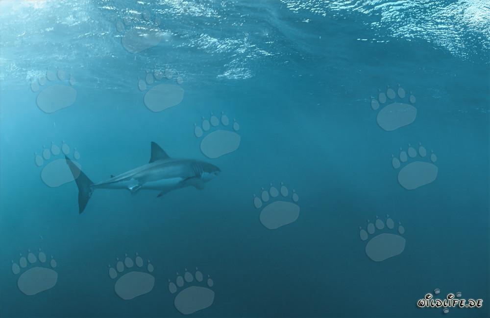Grand requin blanc à la chasse devant l'île Dyer