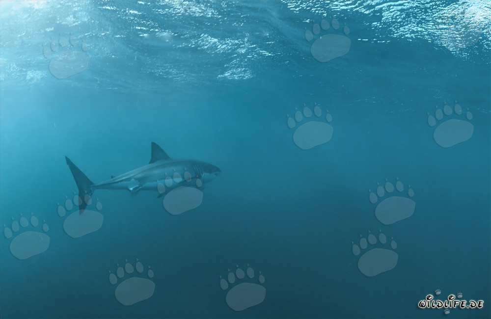 Great White Shark Hunting for Prey near Dyer Island