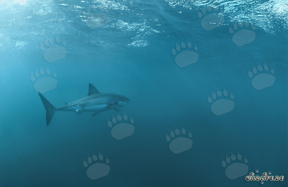 Großer Weißer Hai auf der Jagd nach Beute vor Dyer Island