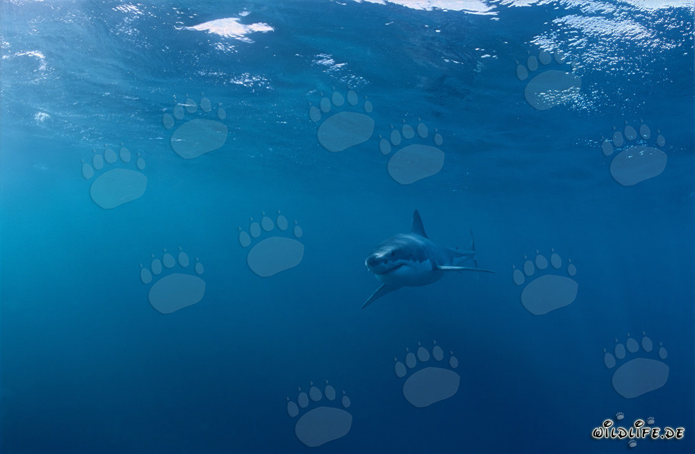 Baby Great White Shark in dangerous surroundings