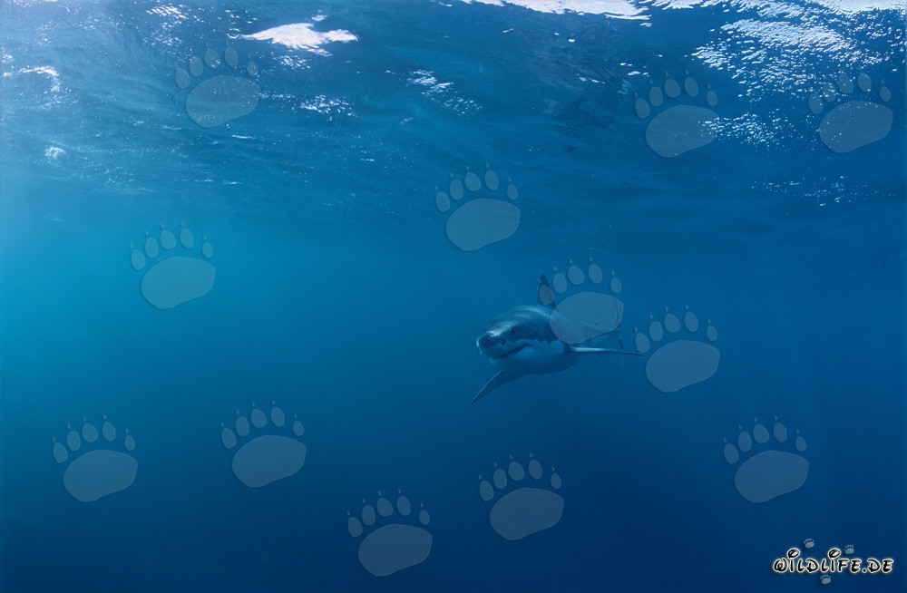 Jeune requin blanc dans un environnement dangereux