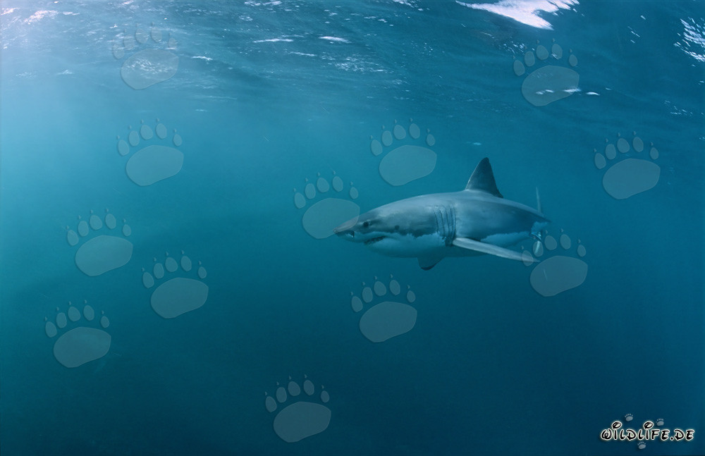 Grand requin blanc fascinant observant une proie en Afrique du Sud