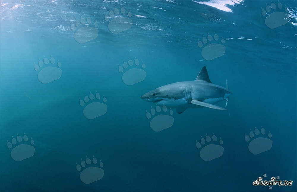 Fascinating Great White Shark Observing Prey in South Africa