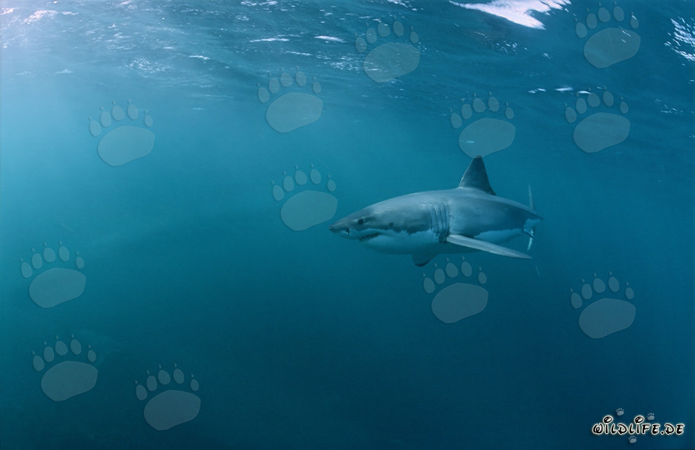 Affascinante squalo bianco osserva una preda in Sudafrica