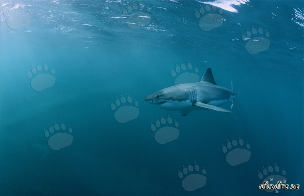 Faszinierender Weißer Hai beobachtet eine Beute in Südafrika