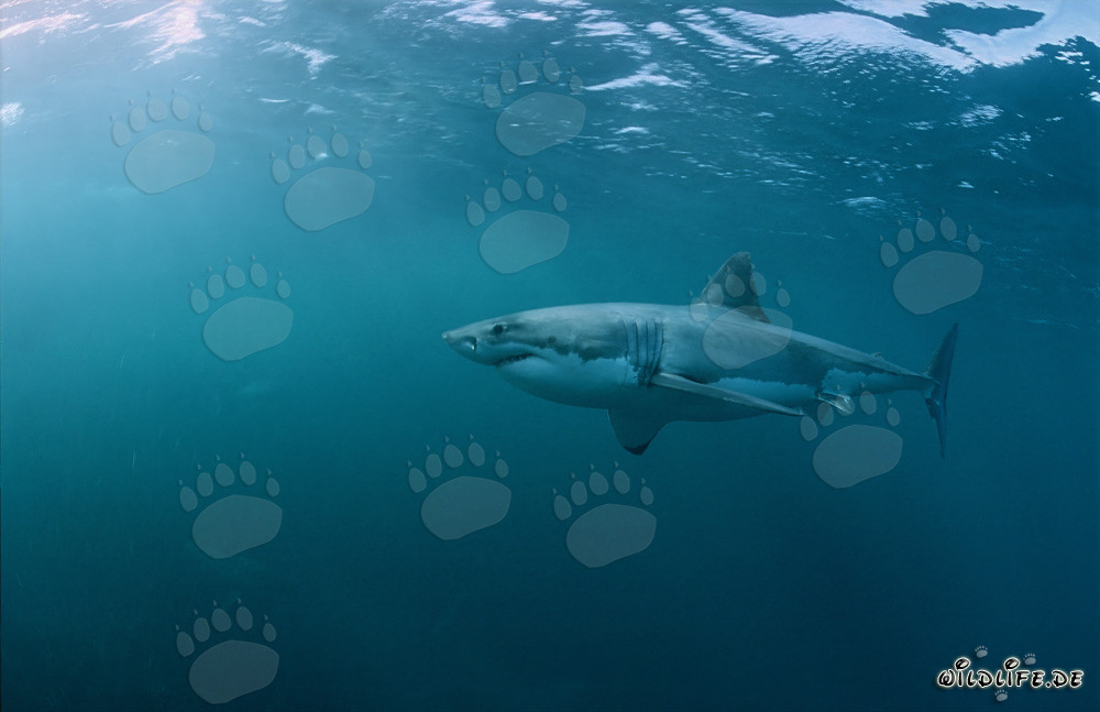 Fascinating Great White Shark off the Coast of South Africa