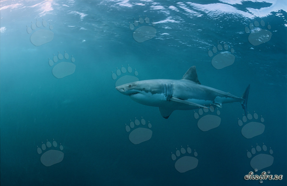 Fascinant Grand Requin Blanc au large des côtes d'Afrique du Sud