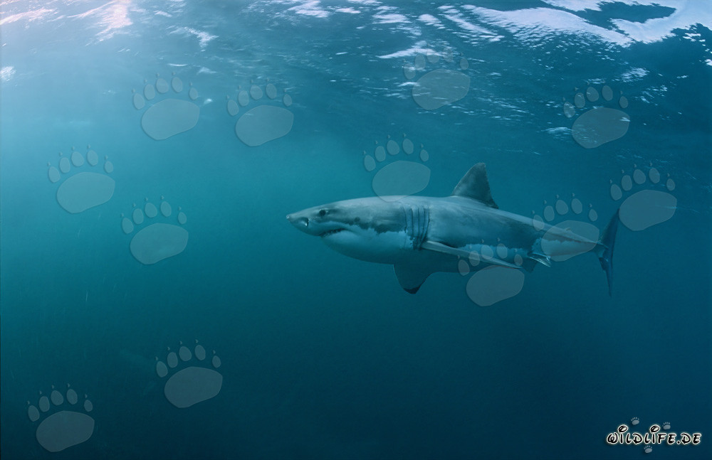 Affascinante Grande Squalo Bianco al largo delle coste sudafricane