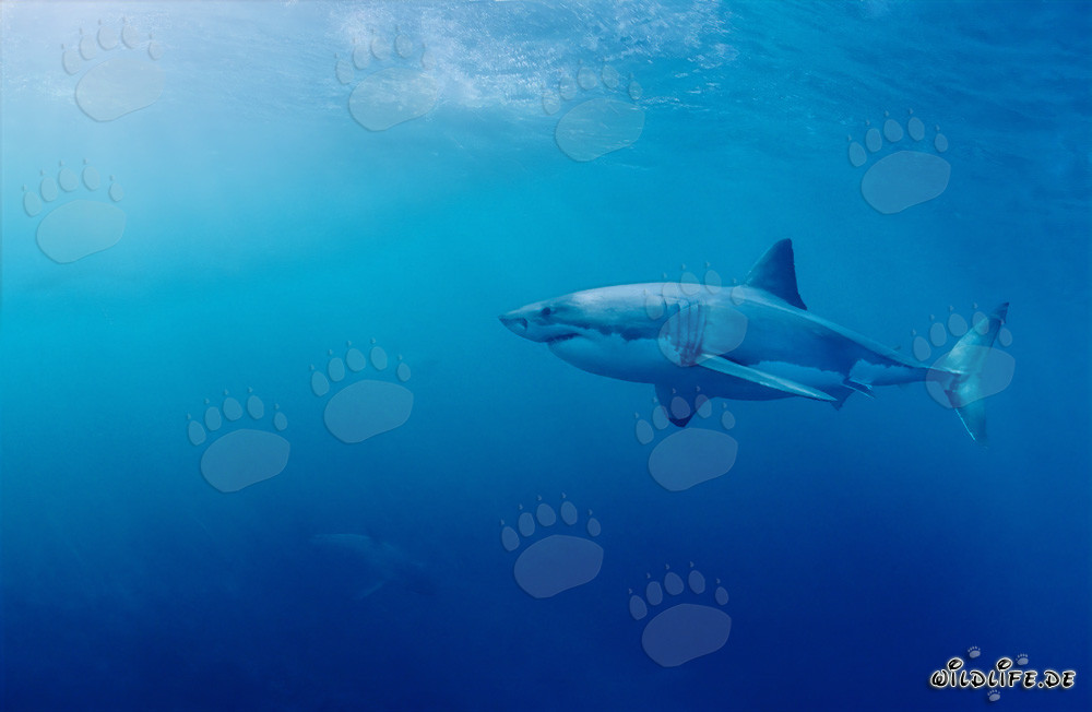 Grand requin blanc imposant rencontre deux bébés requins