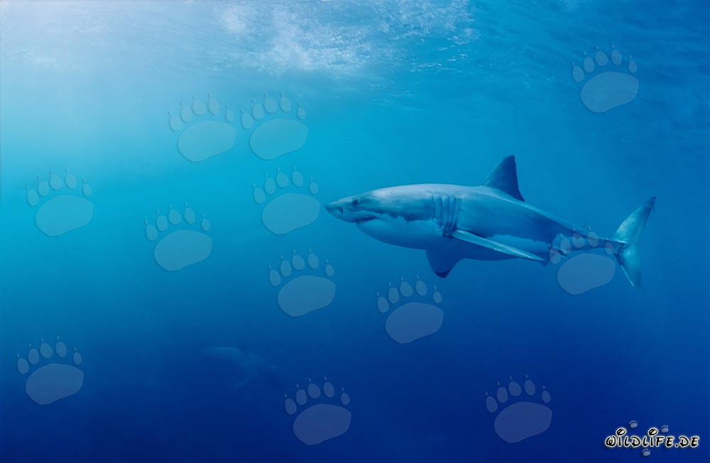 Impresionante Gran Tiburón Blanco encuentra a dos crías de tiburón