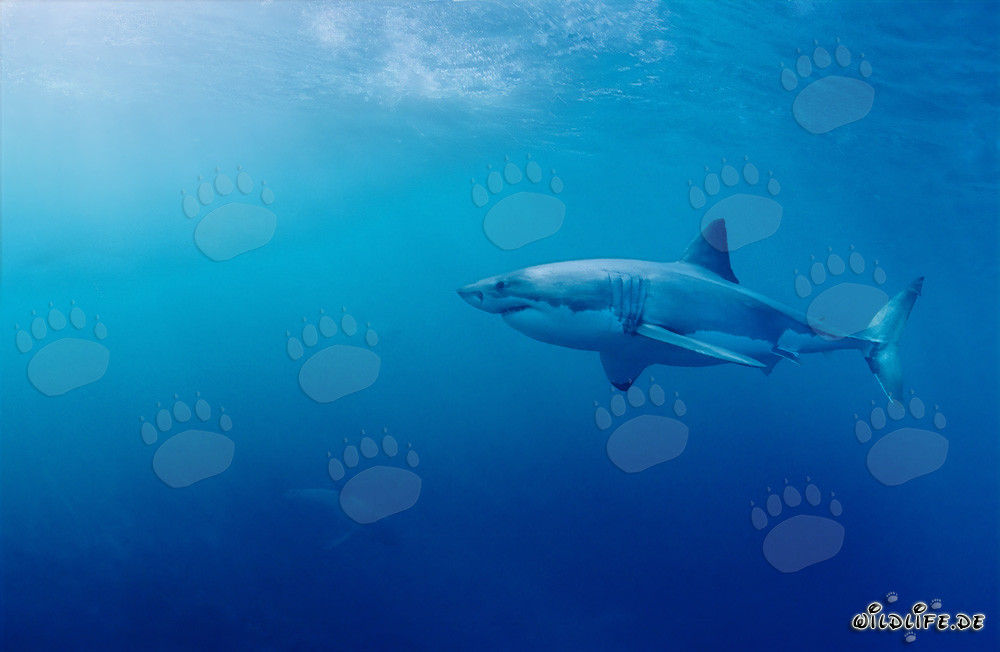 Imposanter Großer Weißer Hai sieht zwei Hai Babys