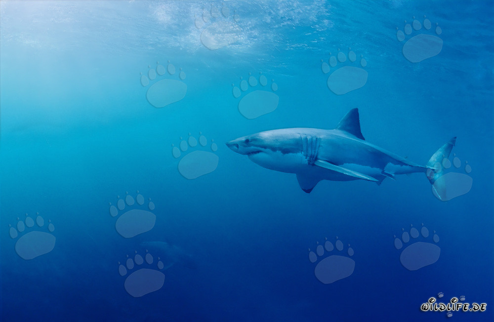 Great White Shark looking at two baby sharks