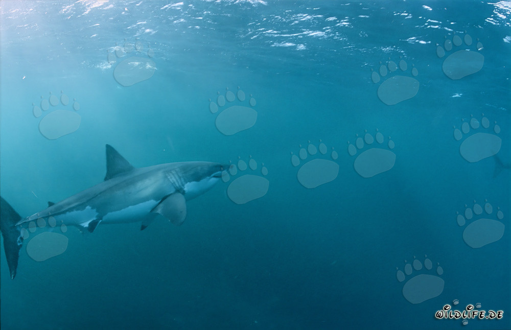 Grand requin blanc nage majestueusement vers la surface de la mer