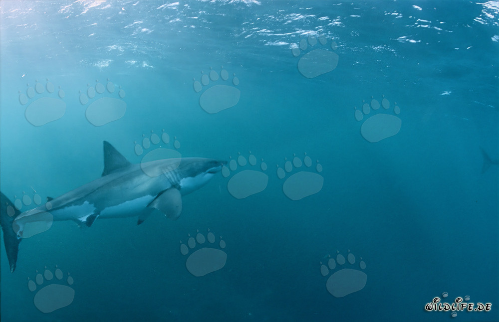 Impressive Great White shark majestically swimming towards the ocean surface