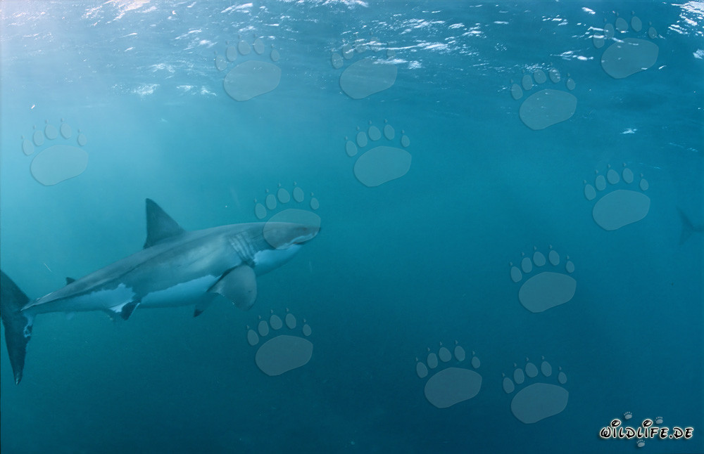 Imponente squalo bianco nuota maestosamente verso la superficie del mare