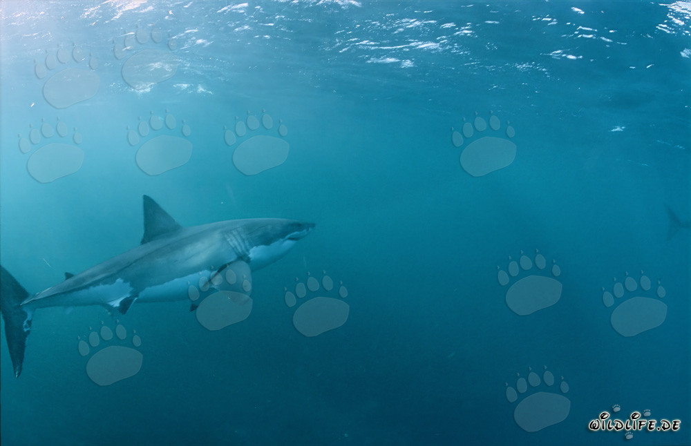 Impresionante tiburón blanco nada majestuosamente hacia la superficie del mar