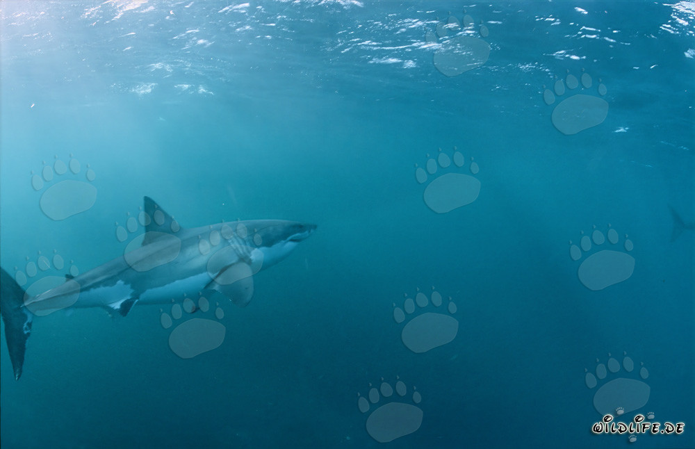 Imposanter Weißer Hai schwimmt majestätisch zur Meeresoberfläche