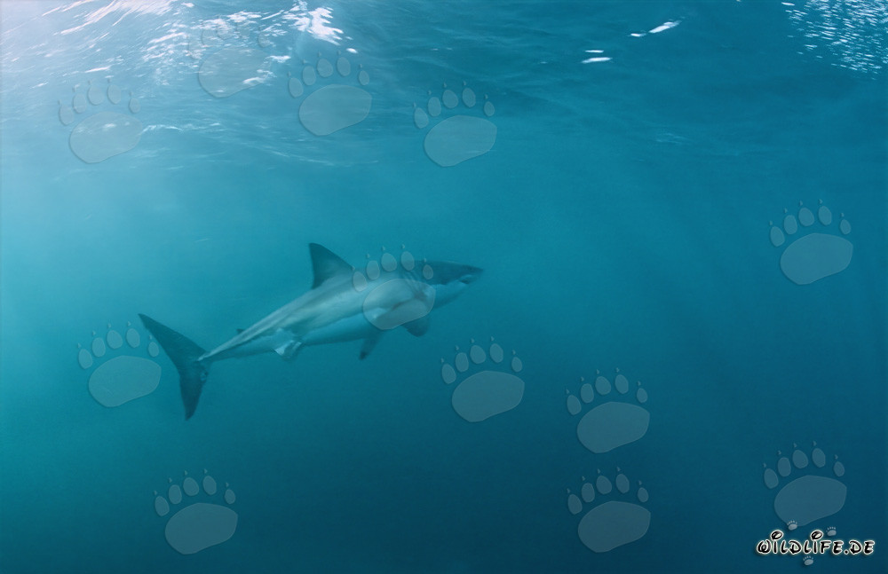 Grand requin blanc fascinant nage vers le haut