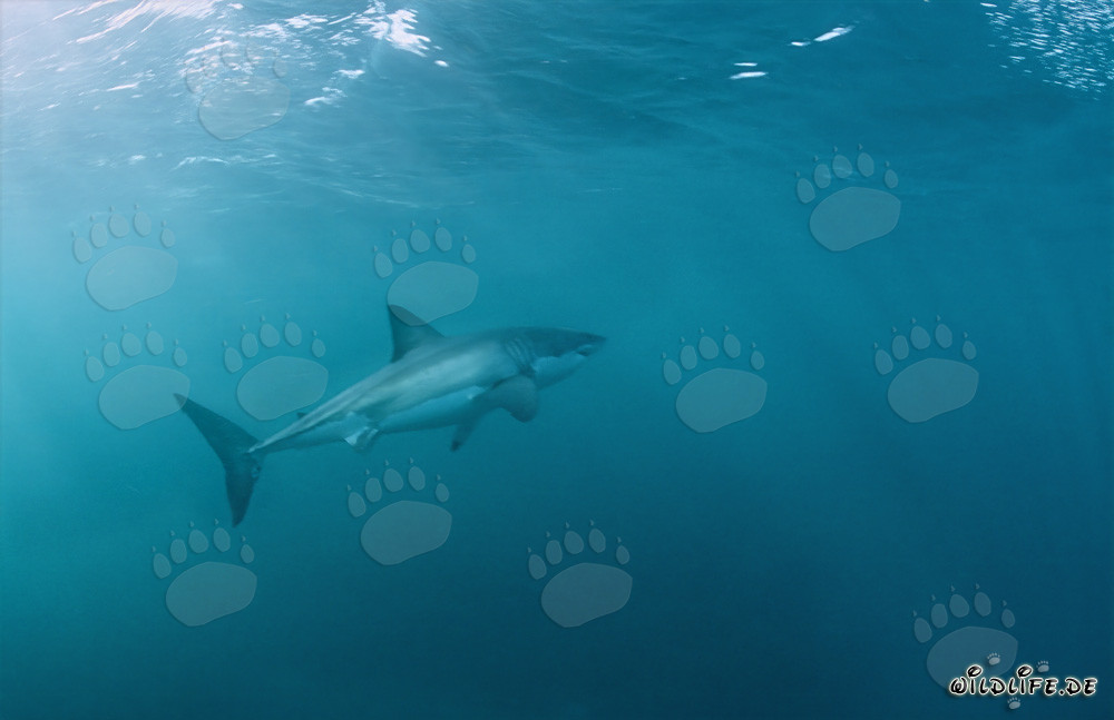 Fascinating Great White Shark swimming upwards