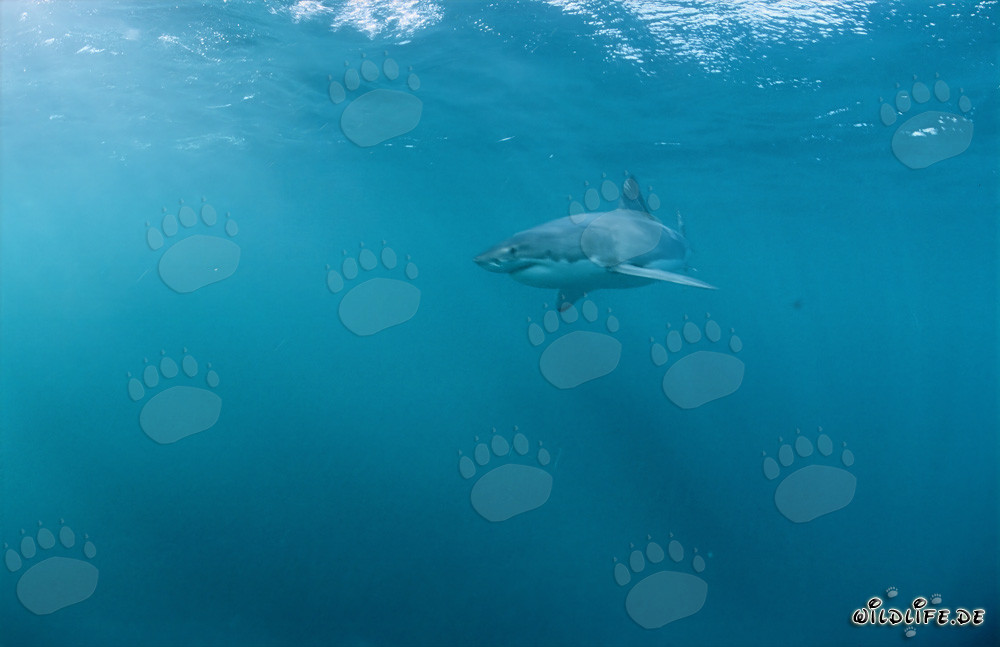 Grande squalo bianco: Maestro del mimetismo e signore dei mari