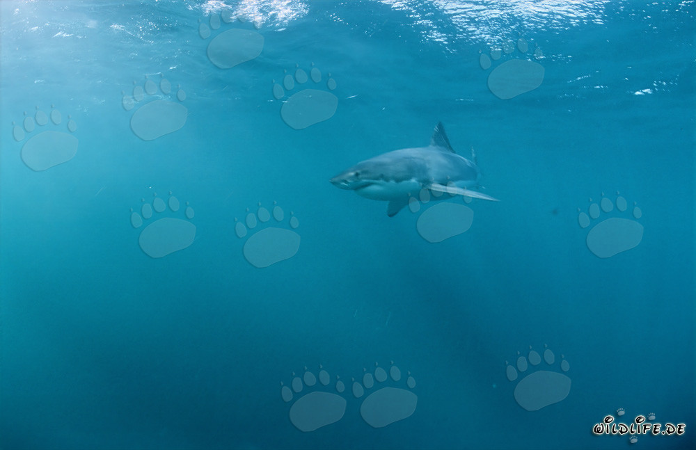 Great White Shark: Master of Camouflage and Ruler of the Seas