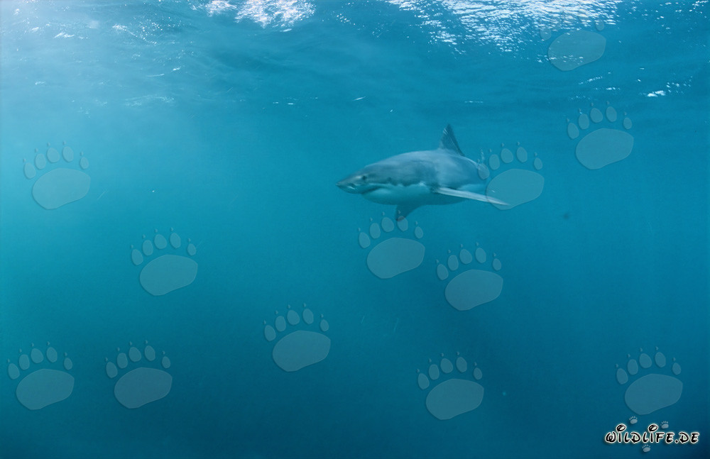 Weißer Hai: Meister der Tarnung und Herrscher der Meere