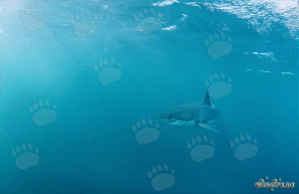 Grand requin blanc impressionnant au large des côtes sud-africaines