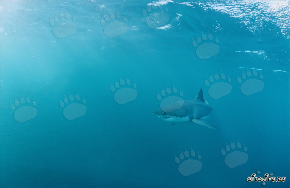 Impresionante Gran Tiburón Blanco frente a la costa de Sudáfrica