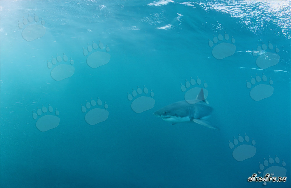 Impressive Great White Shark off the coast of South Africa