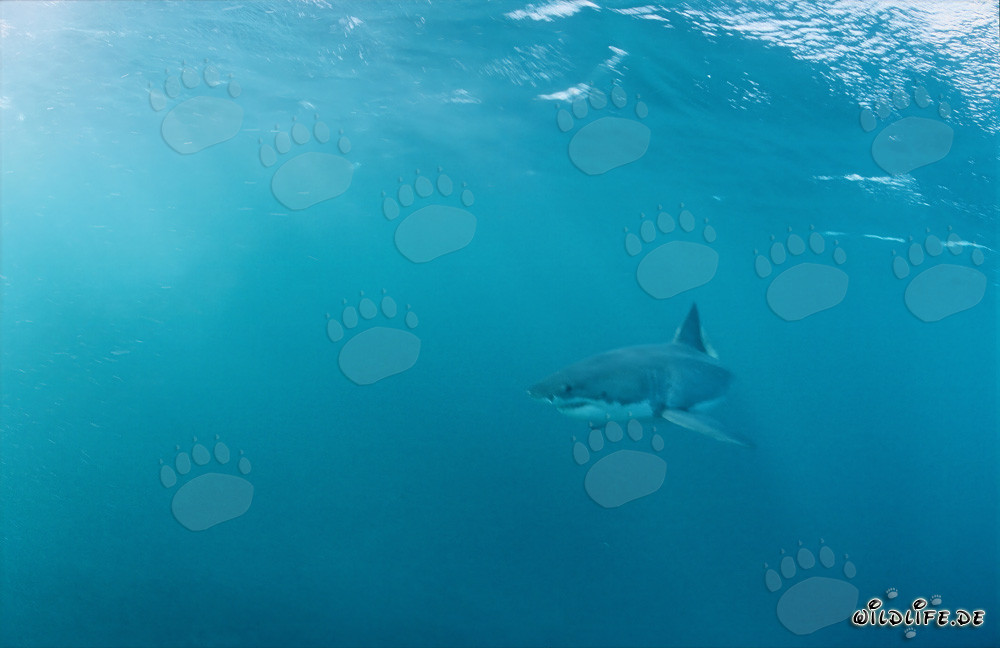 Imposanter Weißer Hai vor der Küste Südafrikas