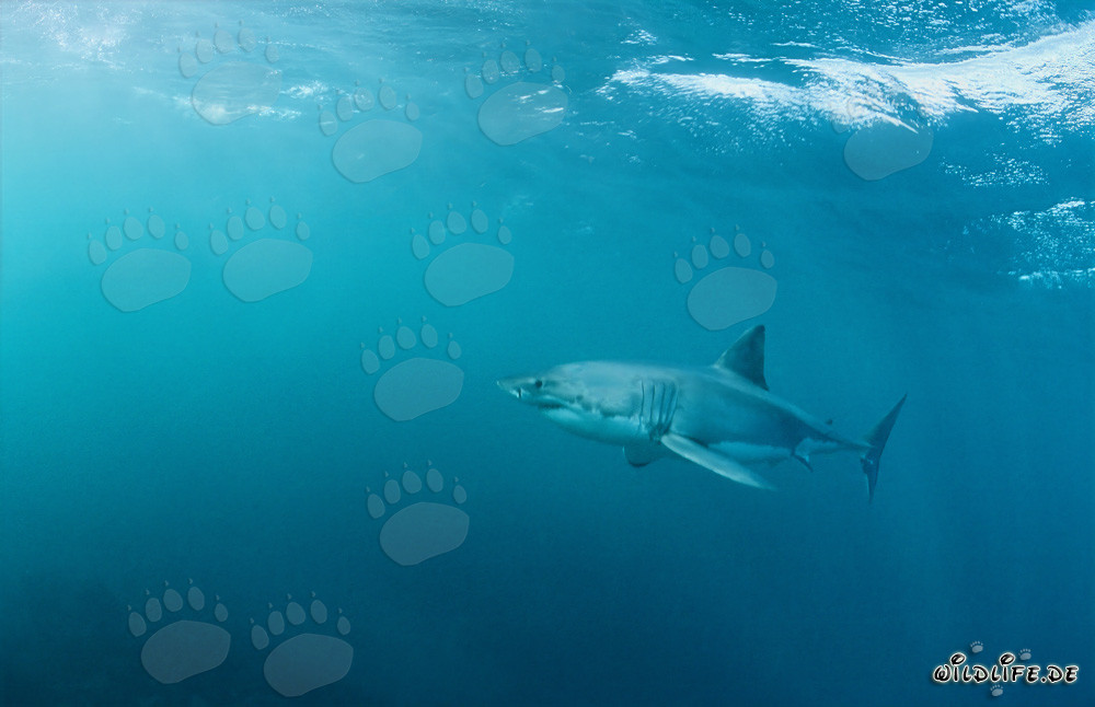 Fascinating Sea Predator Great White Shark off the Coast of South Africa