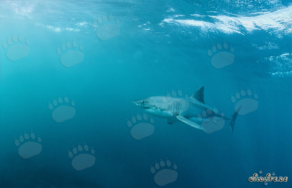 Fascinant chasseur marin Requin blanc au large des côtes sud-africaines