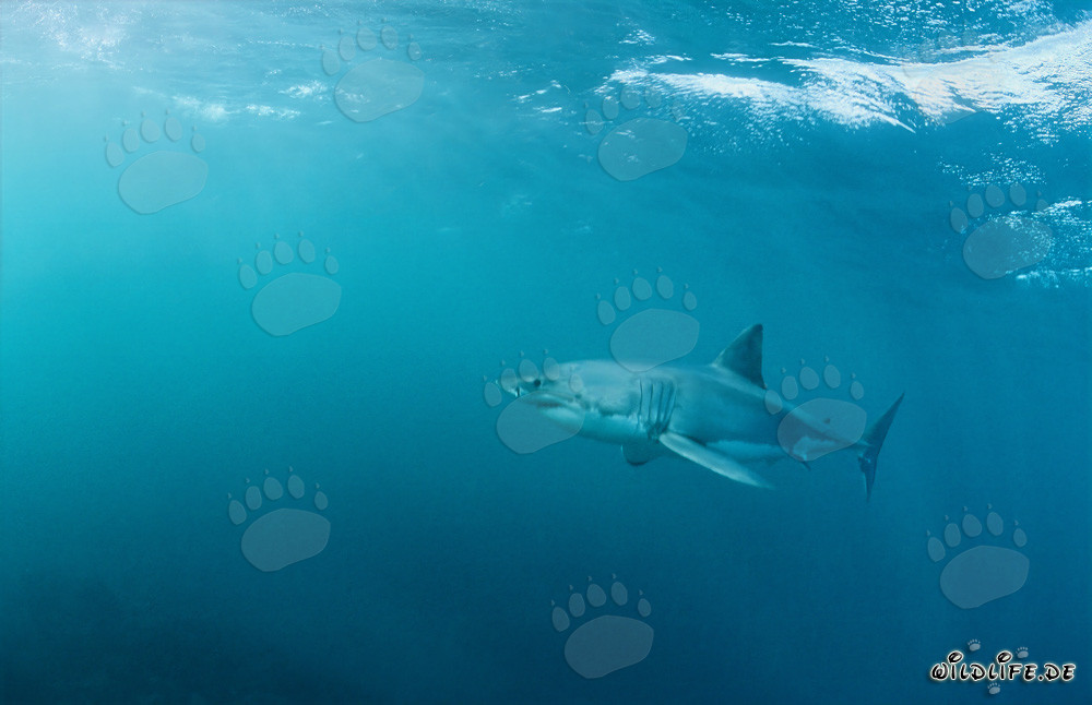 Faszinierender Meeresjäger Weißer Hai vor der Küste Südafrikas