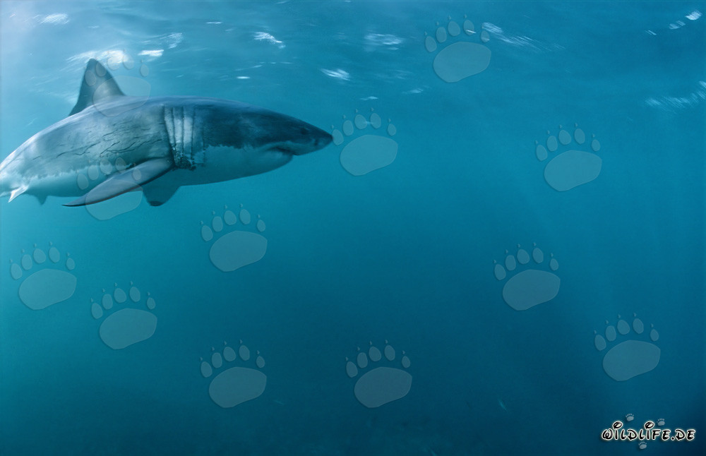 Great White Sharks in their natural habitat off the coast of South Africa
