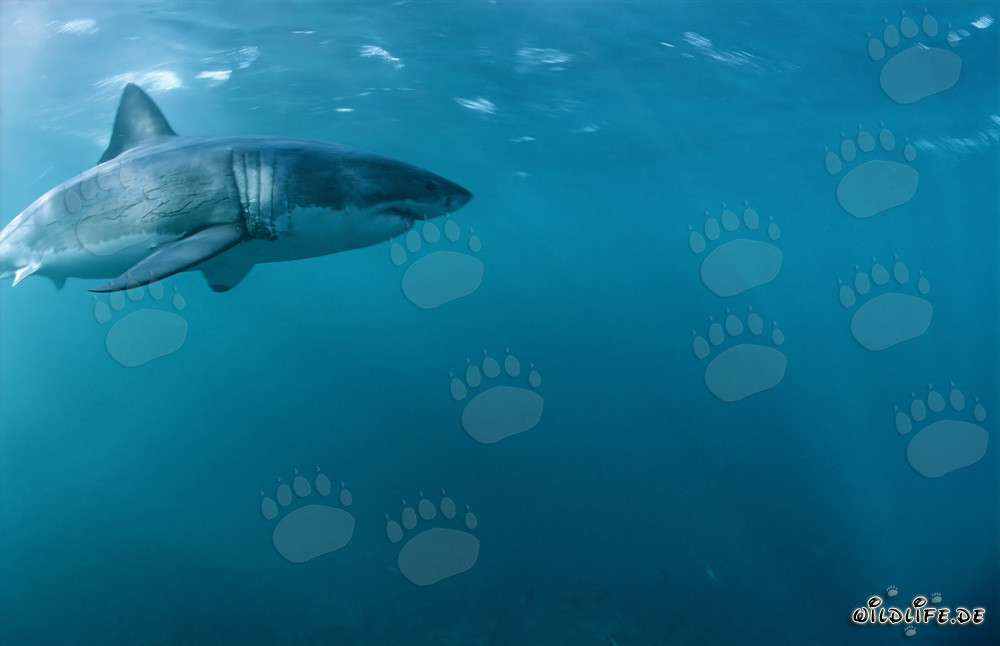 Squali bianchi nel loro habitat naturale al largo della costa sudafricana