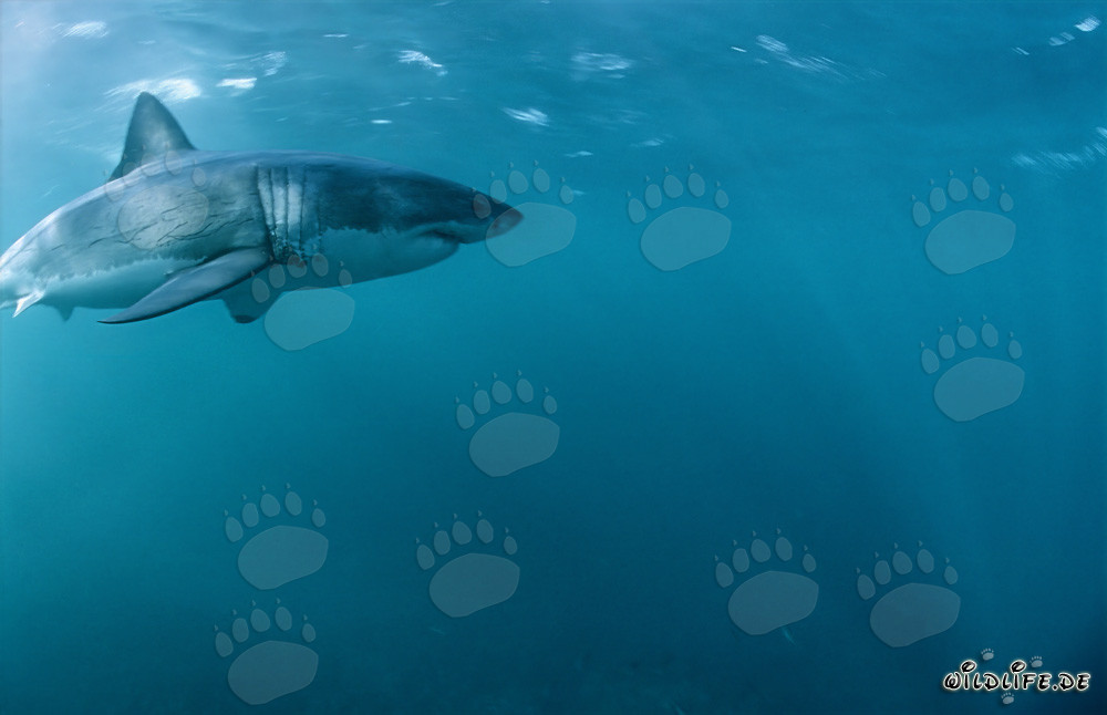 Tiburones blancos en su hábitat natural frente a la costa de Sudáfrica