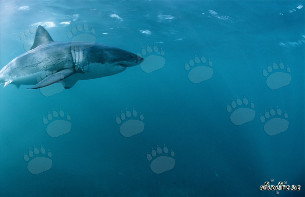 Weiße Haie in ihrem natürlichen Lebensraum vor der Küste Südafrikas