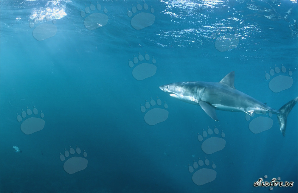 Un majestuoso gran tiburón blanco en una zona con numerosas focas