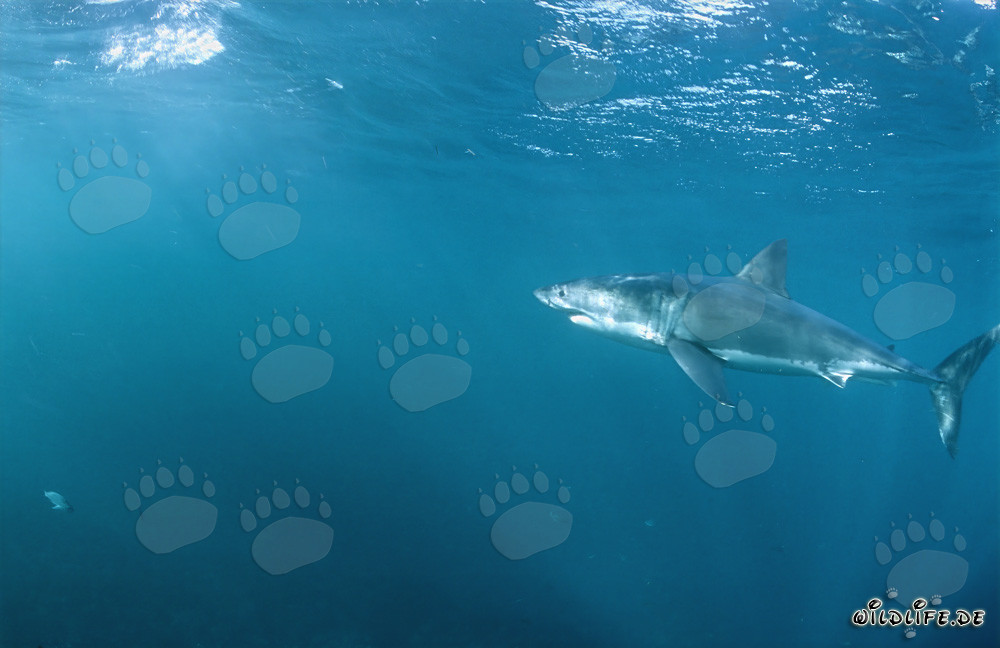 Uno splendido grande squalo bianco in una zona con numerose foche