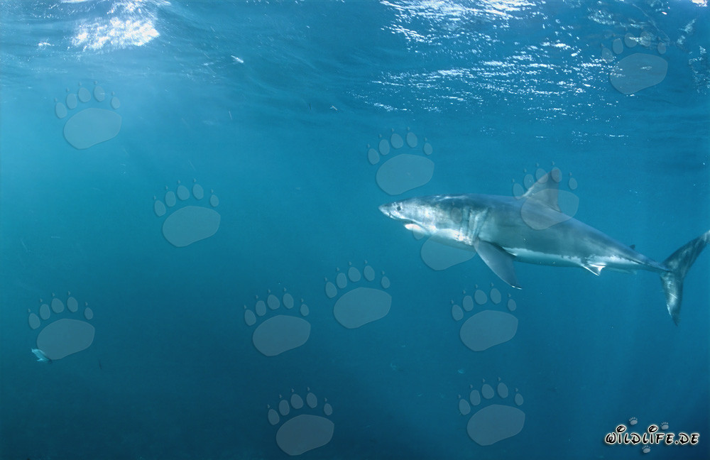 A Majestic Great White Shark in an area teeming with seals
