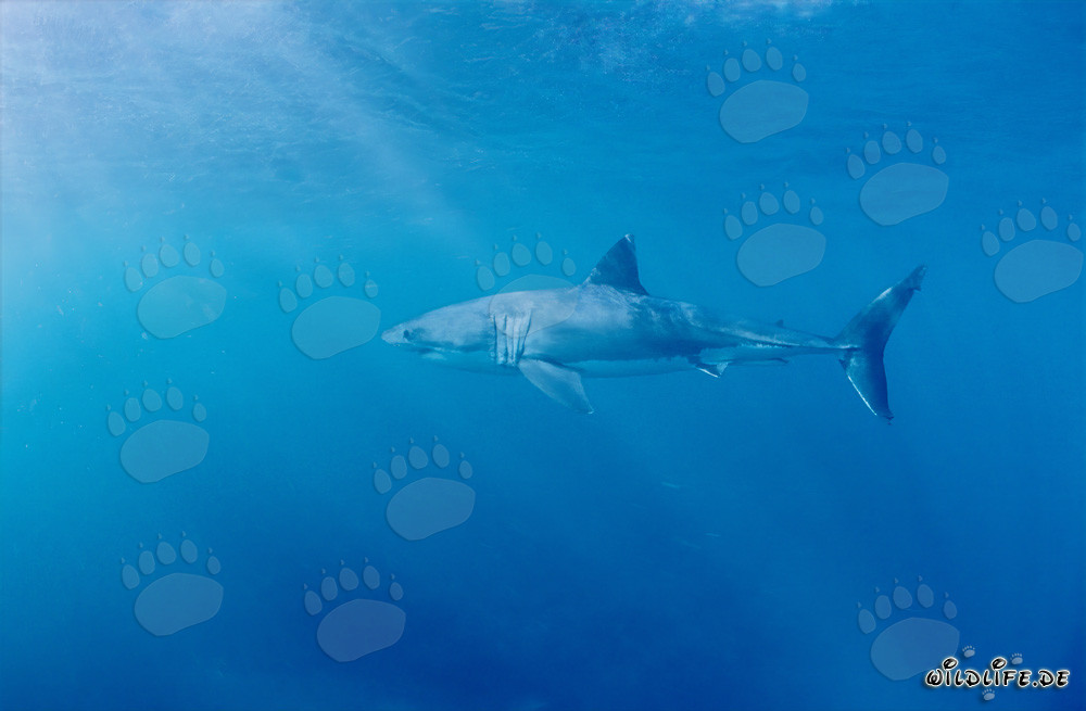 Chasseur impressionnant des océans : Majestueux Grand Requin Blanc