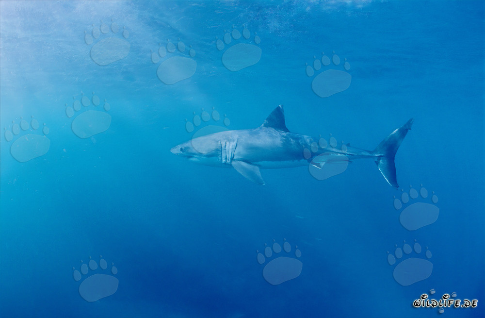 Impressive Hunter of the Oceans: Majestic Great White Shark