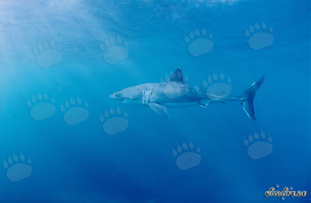 Imposanter Jäger der Ozeane: Majestätischer Weißer Hai